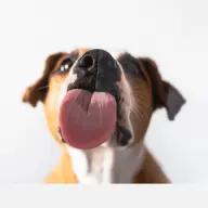 Dame Gezocht