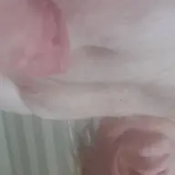 Gigolo Gigolo