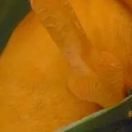 Rockanje, Oostvoorne, Hellevoetsluis ,brielle Man Zoekt Vrouw
